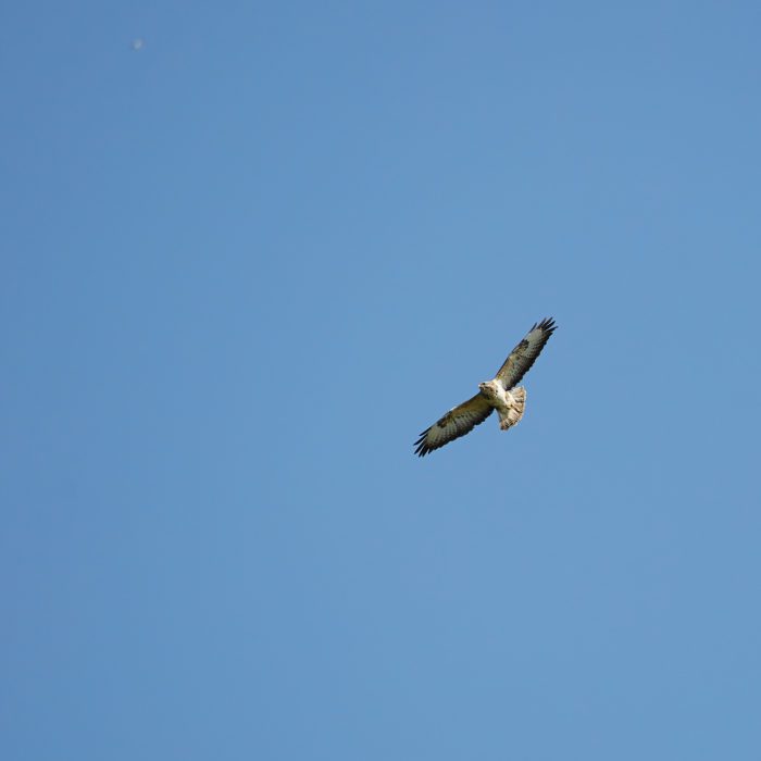 2023-04-05 15.02.00 de Wiidemar 059