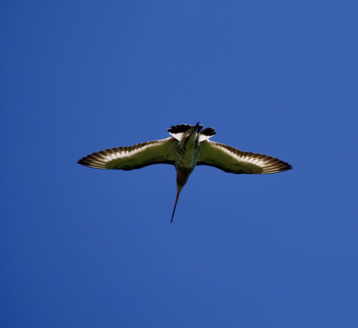 2023-05-13 Grutto - 2 van 13