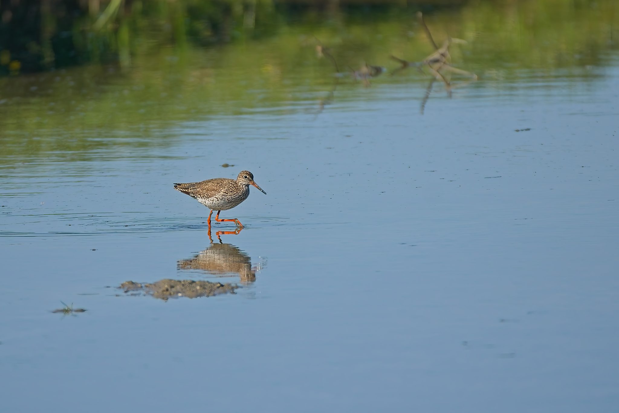 2025 04 12 bij boer murk 00016