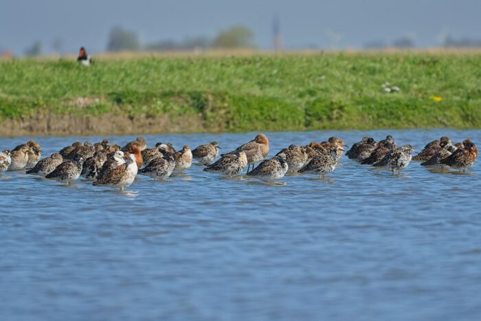 2025 04 12 bij boer murk 00090