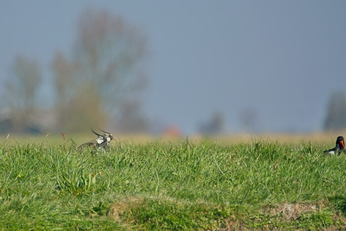 2025 04 12 bij boer murk 00108