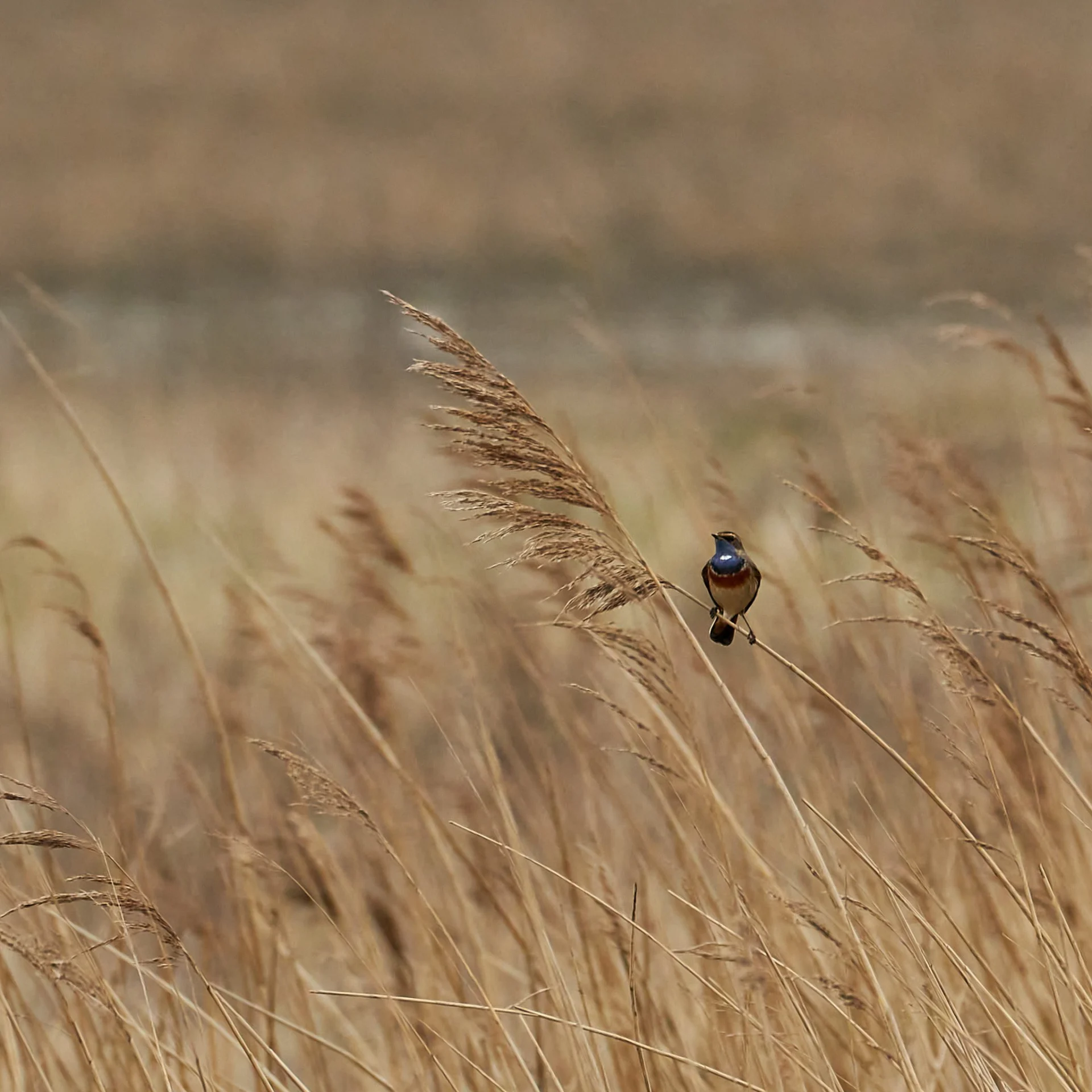 2023-04-07 Blauwborst 001