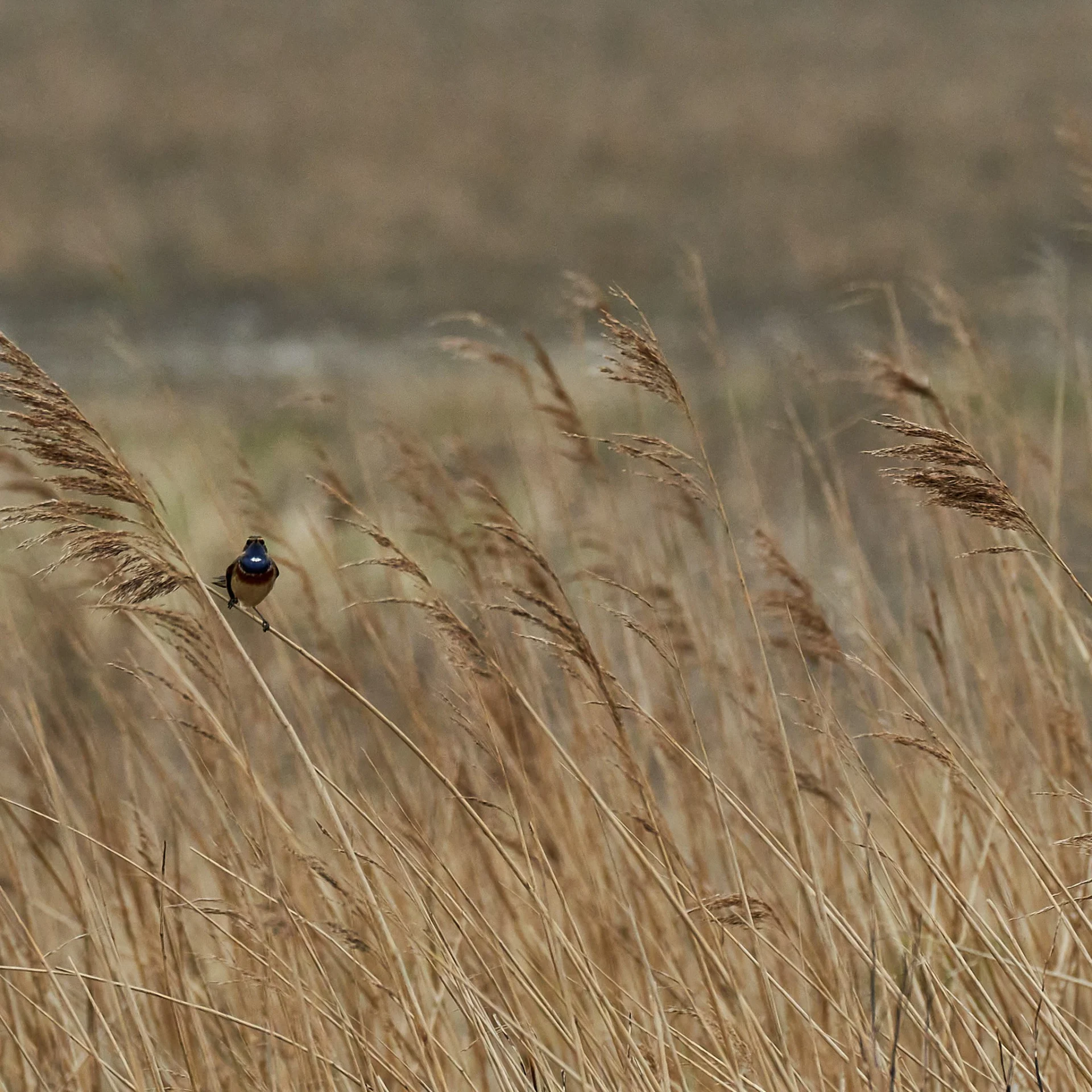 2023-04-07 Blauwborst 002