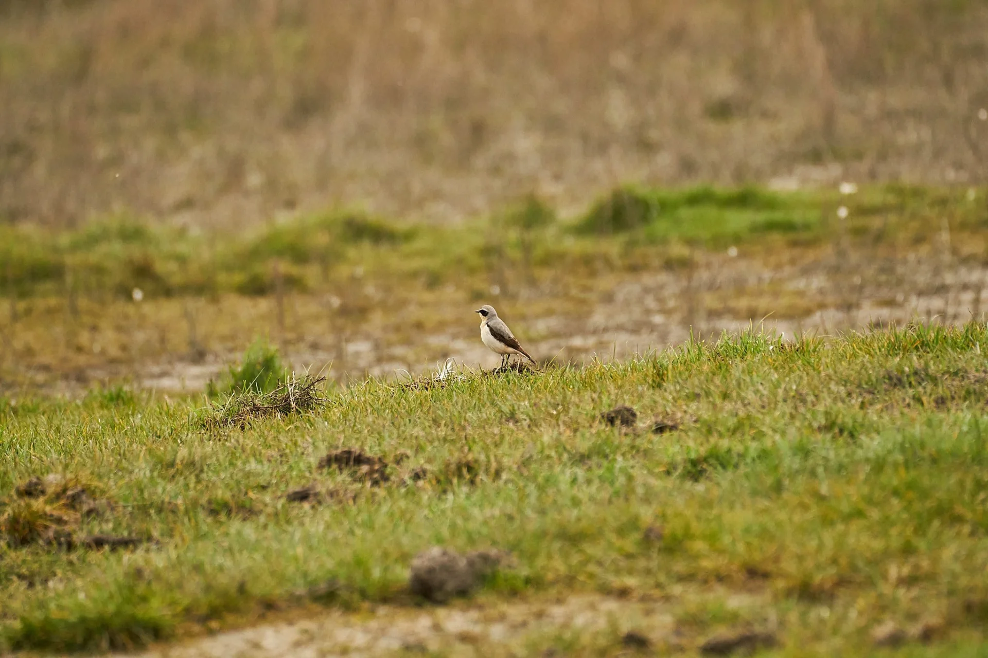 2023-04-07 Tapuit 001