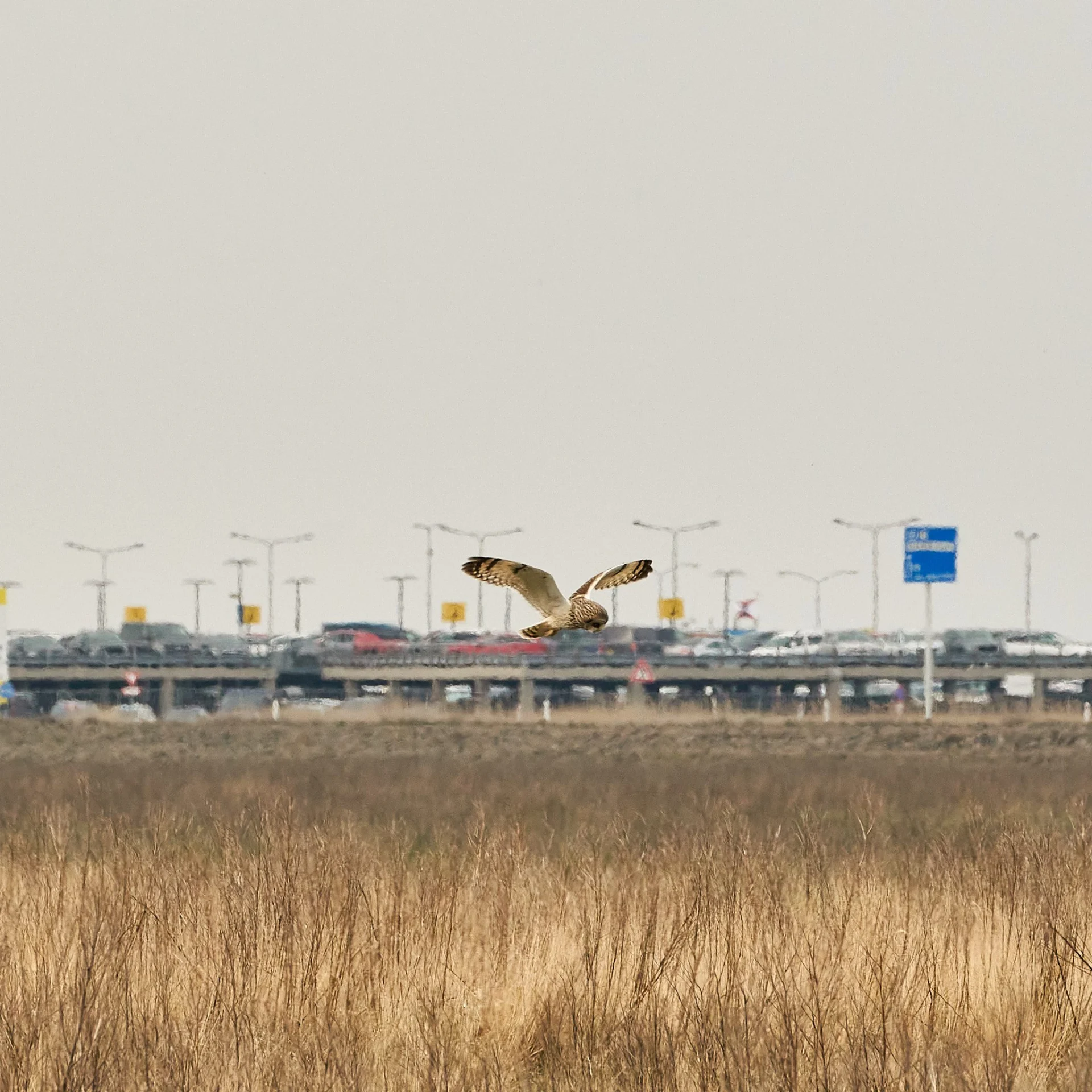 2023-04-07 Velduil 003