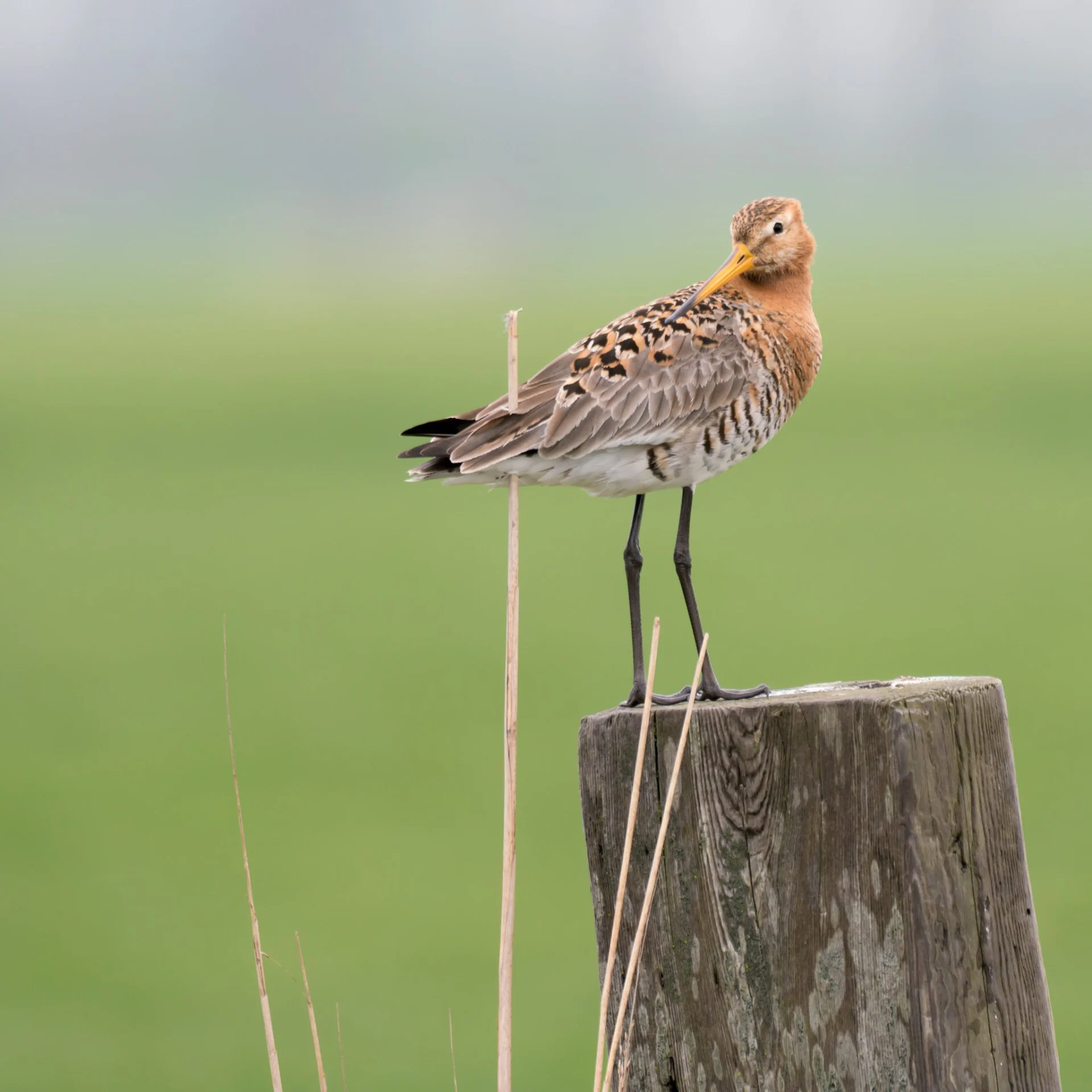2023-04-16 023 Grutto