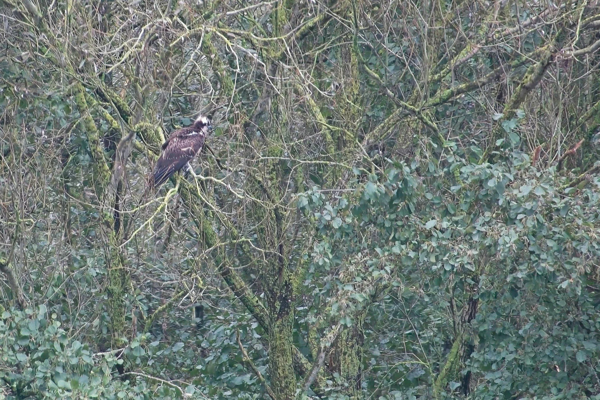 2023 10 25 Juveniele Visarend 03