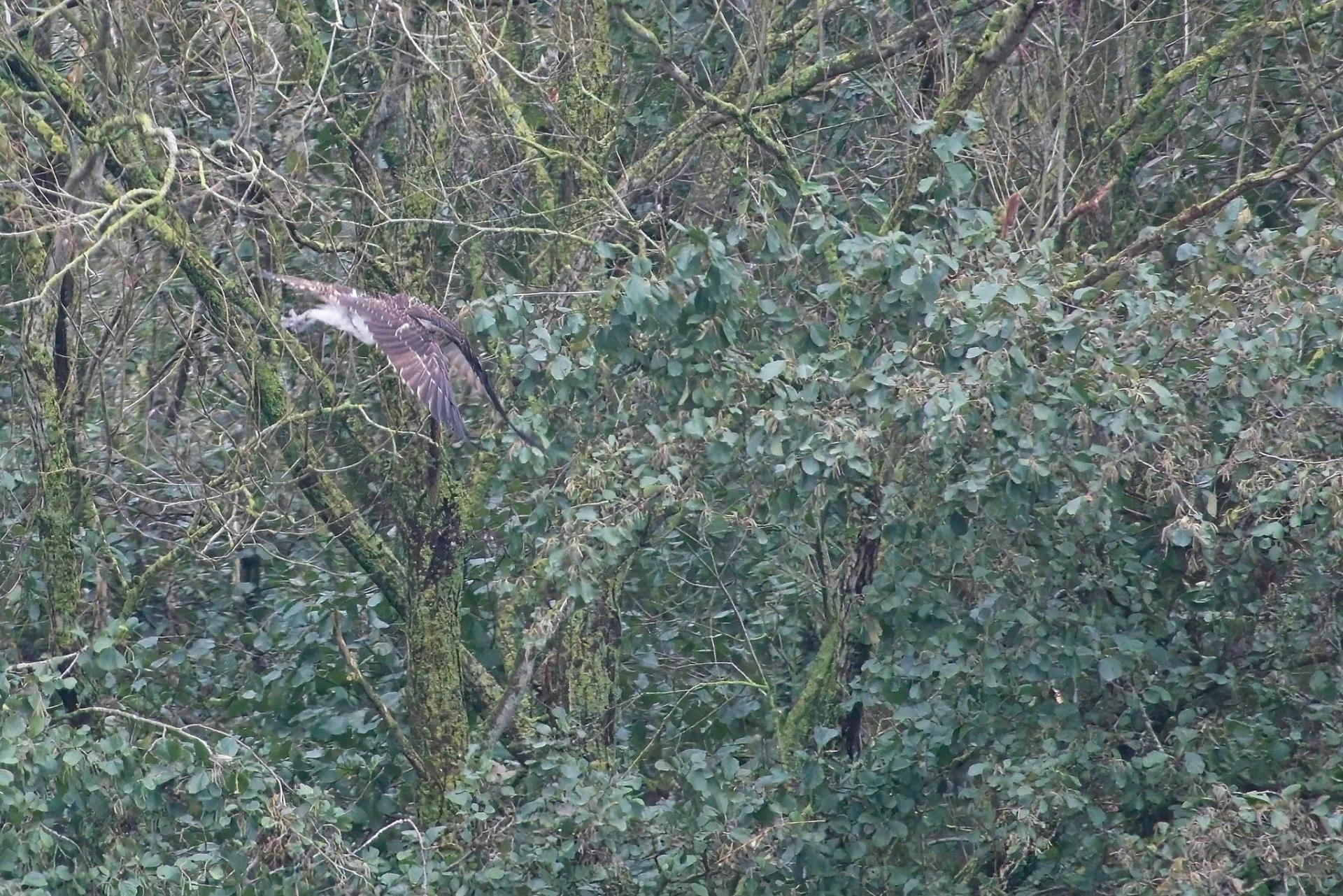 2023 10 25 Juveniele Visarend 04