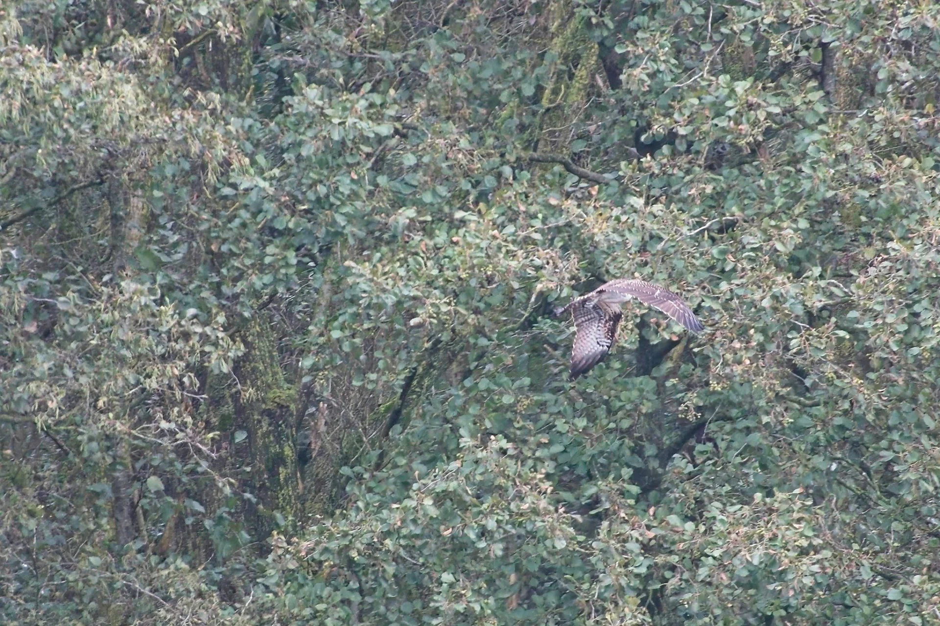 2023 10 25 Juveniele Visarend 05