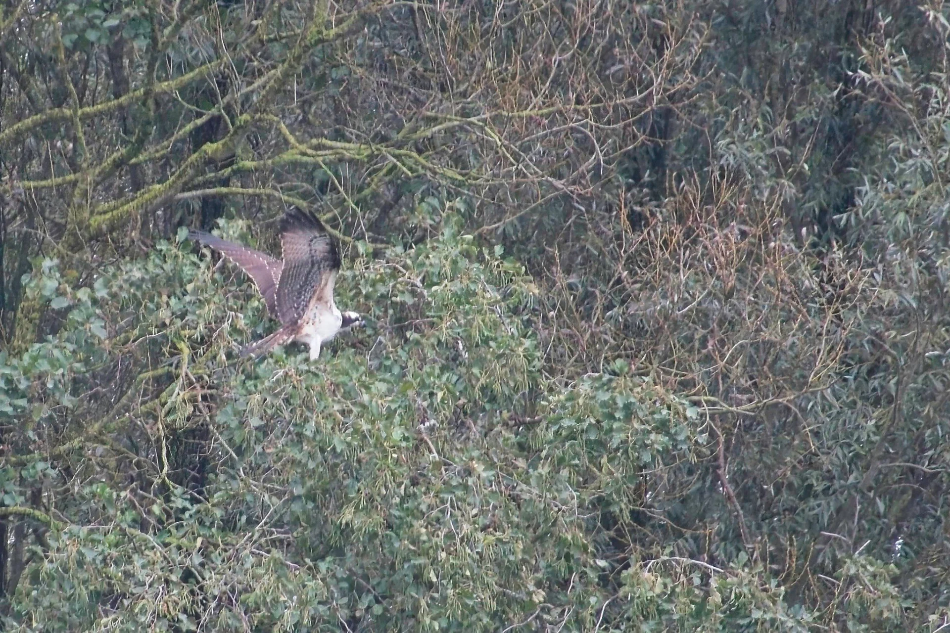2023 10 25 Juveniele Visarend 06