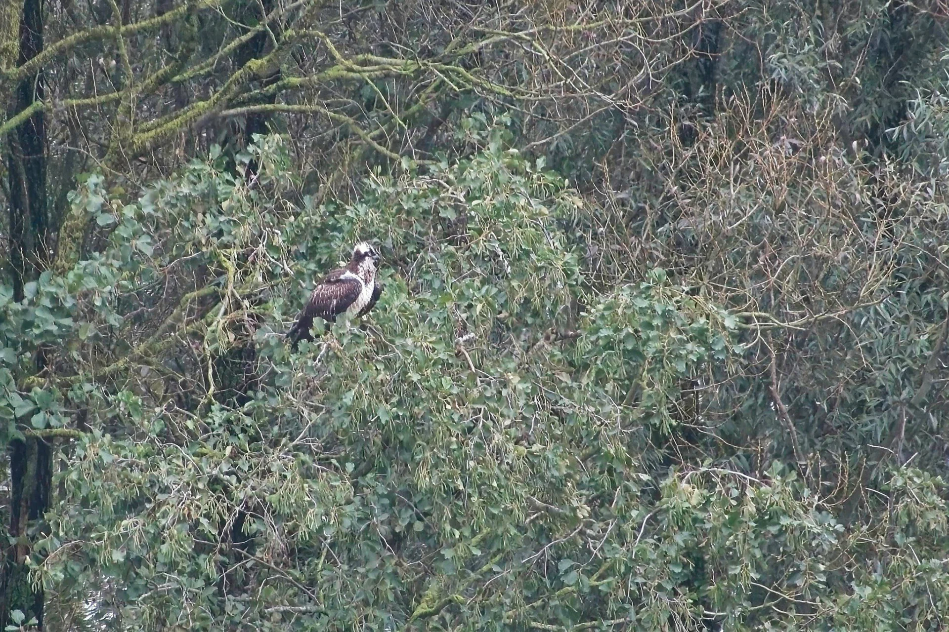 2023 10 25 Juveniele Visarend 15