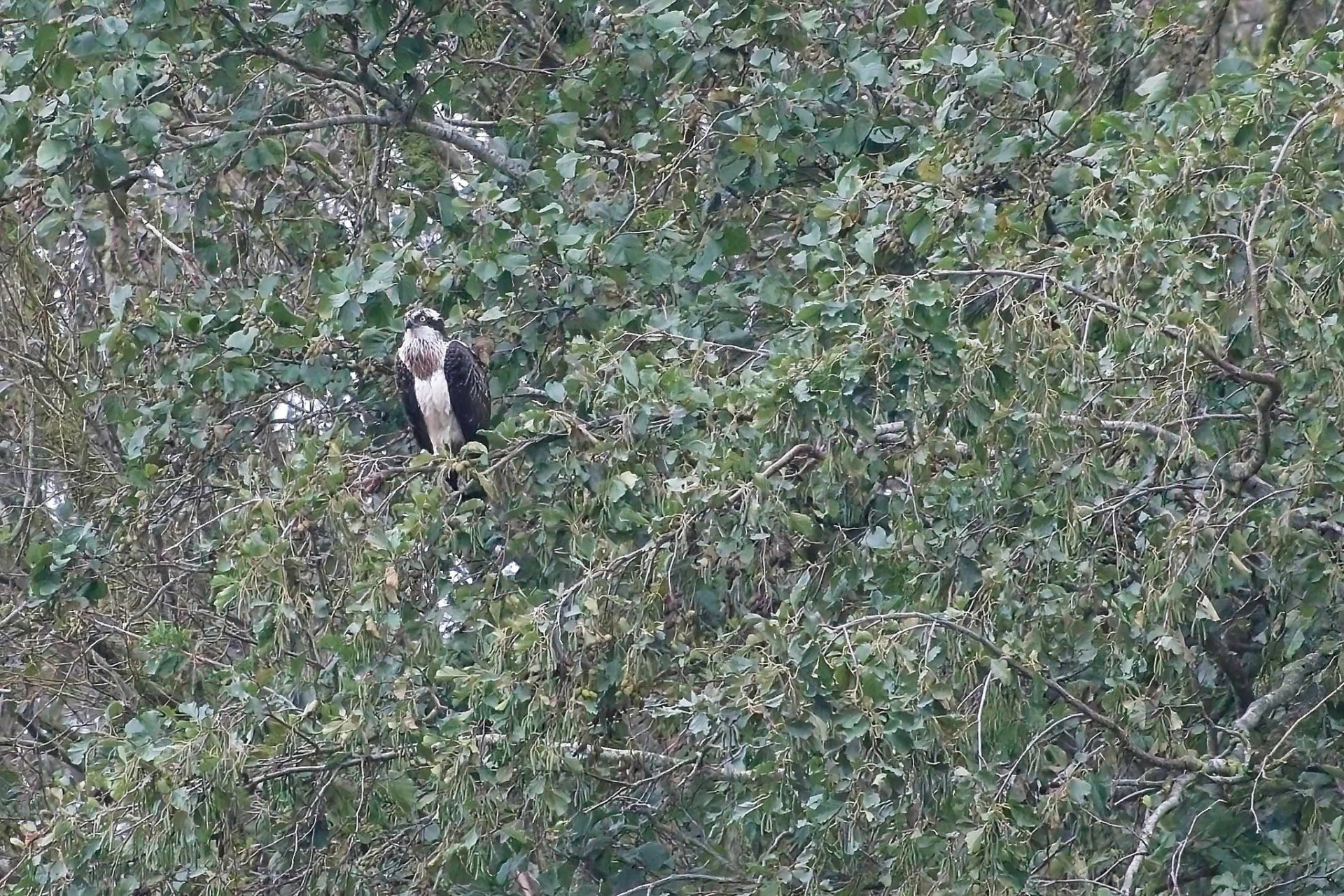 2023 10 25 Juveniele Visarend 354