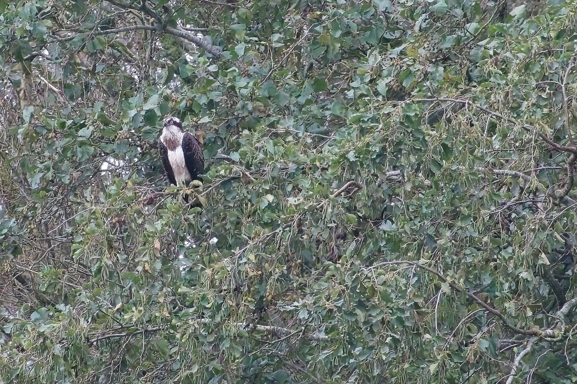 2023 10 25 Juveniele Visarend 355