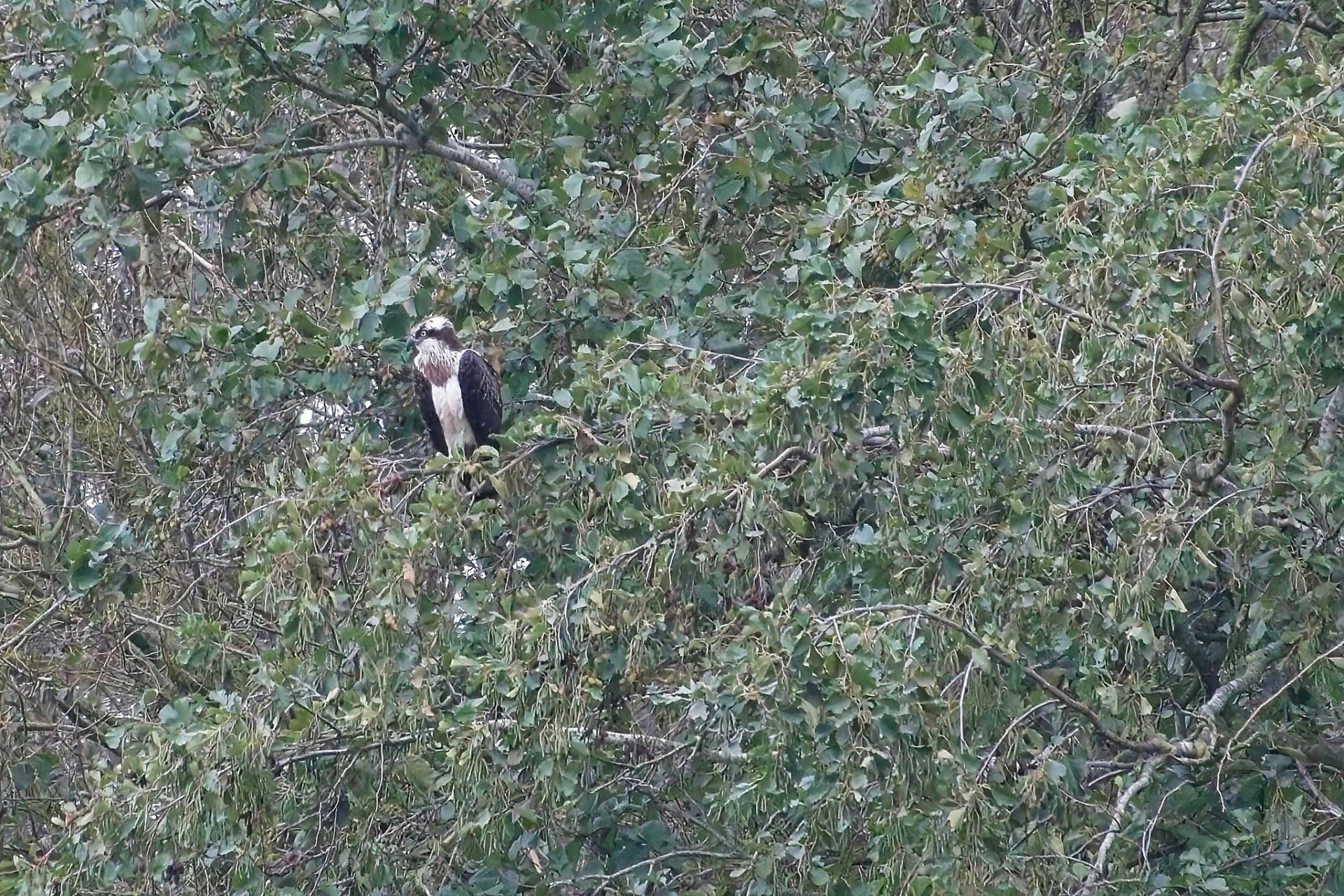 2023 10 25 Juveniele Visarend 356