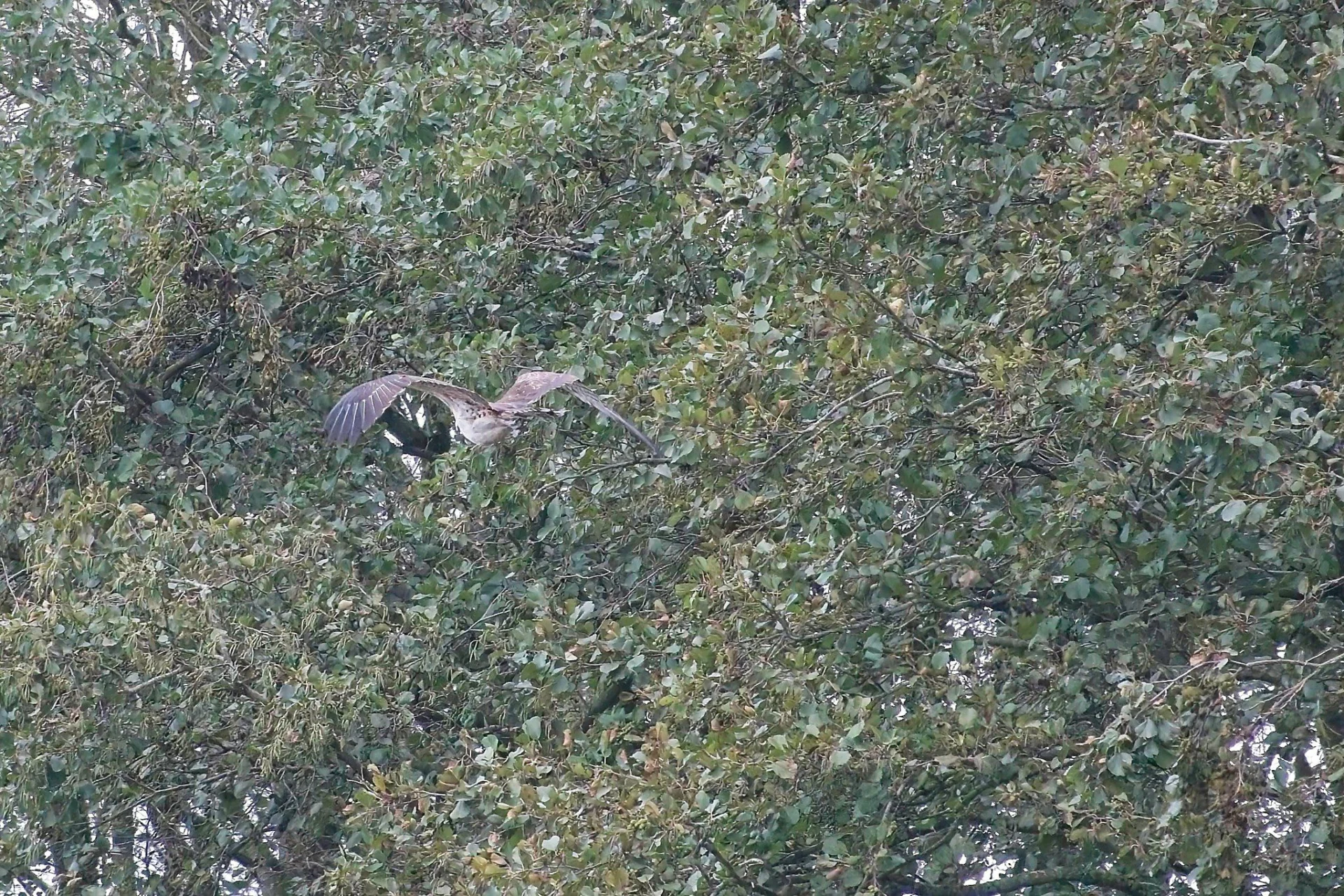 2023 10 25 Juveniele Visarend 361