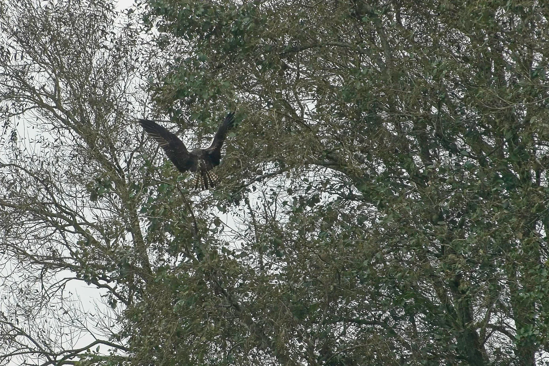 2023 10 25 Juveniele Visarend 365