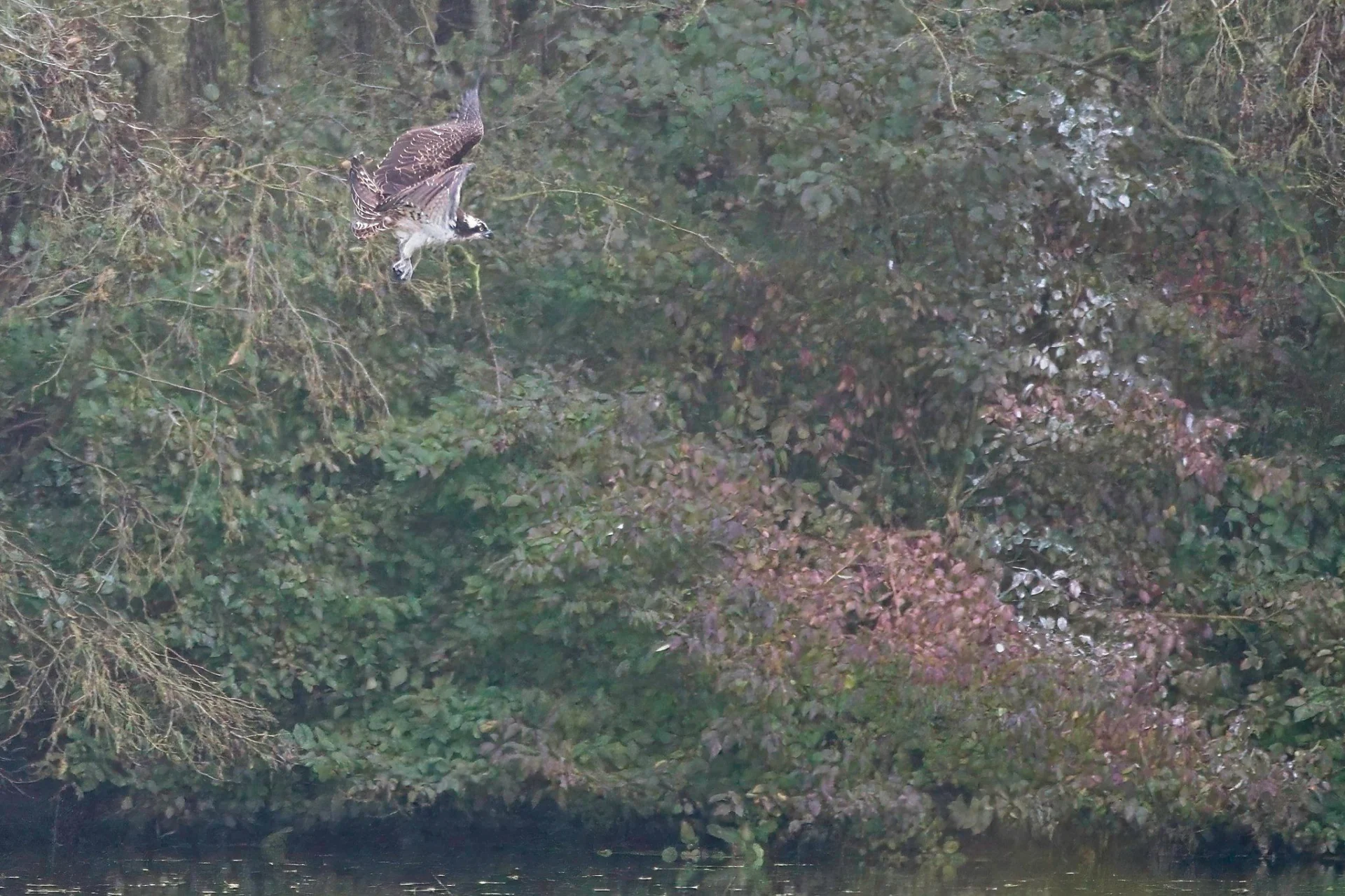 2023 10 28 Juveniele Visarend 35