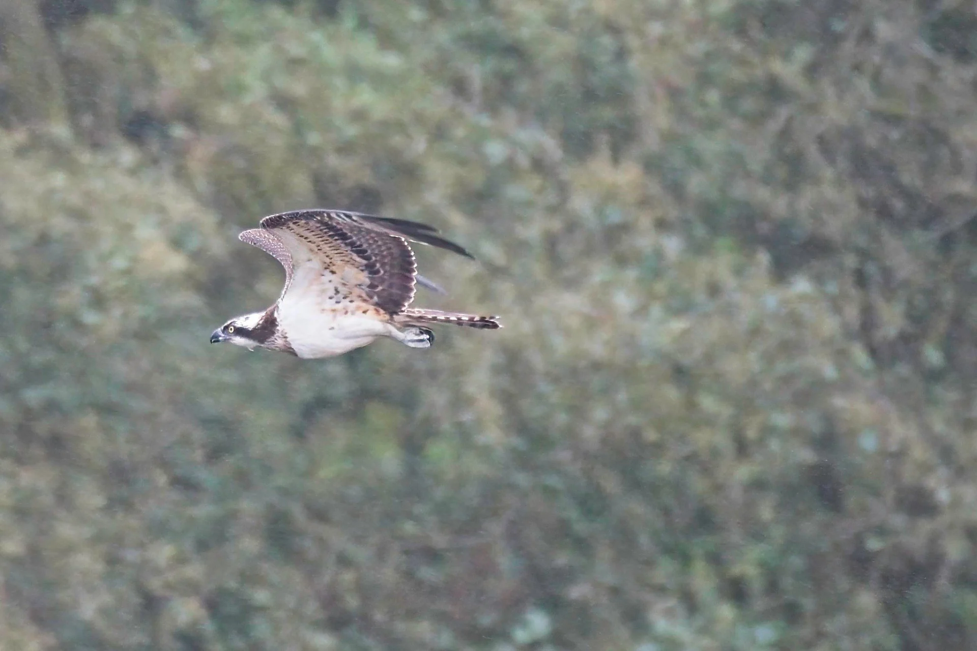 2023 10 28 Juveniele Visarend 40