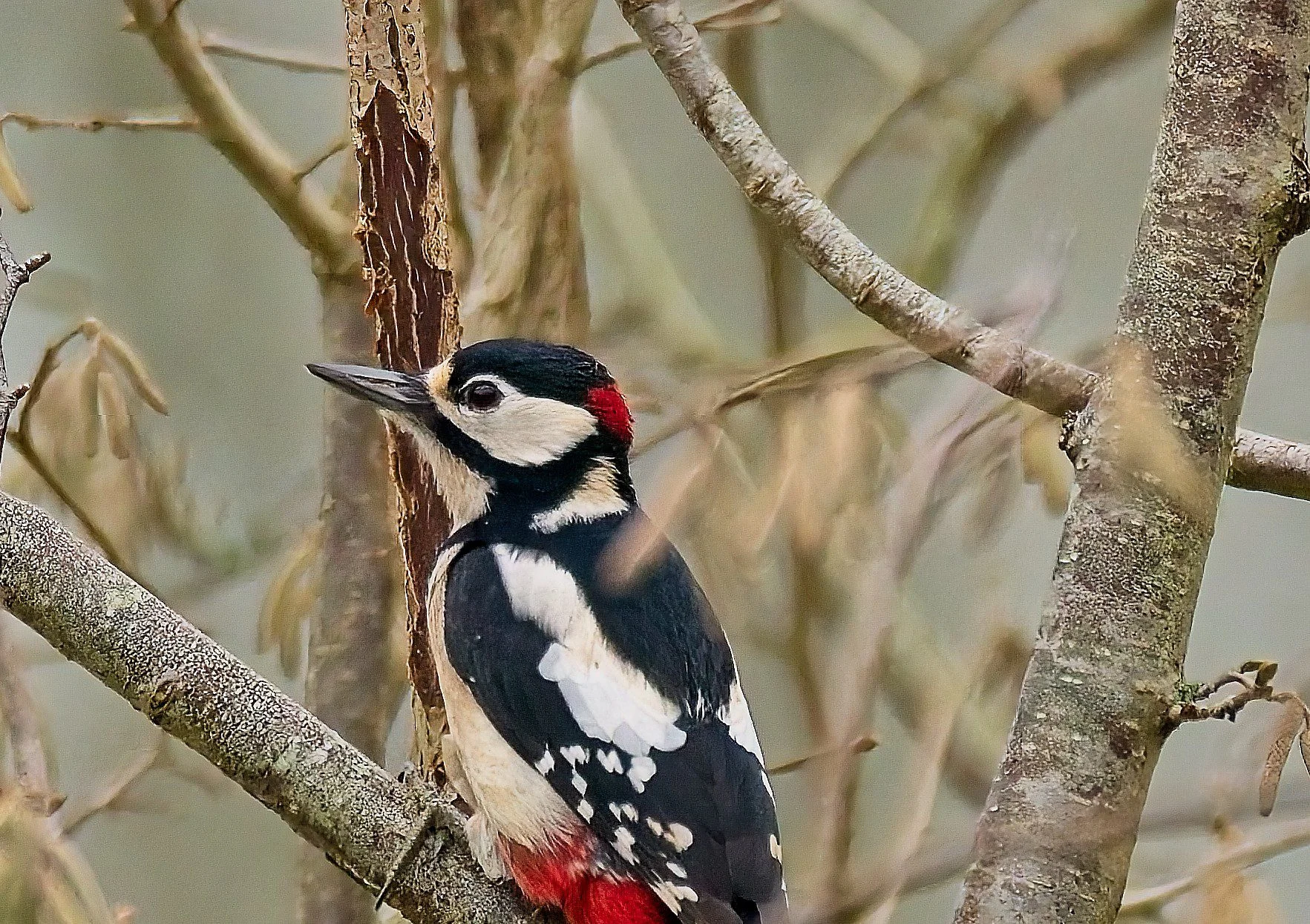 2023 12 18 Ijsvogel + Specht 06