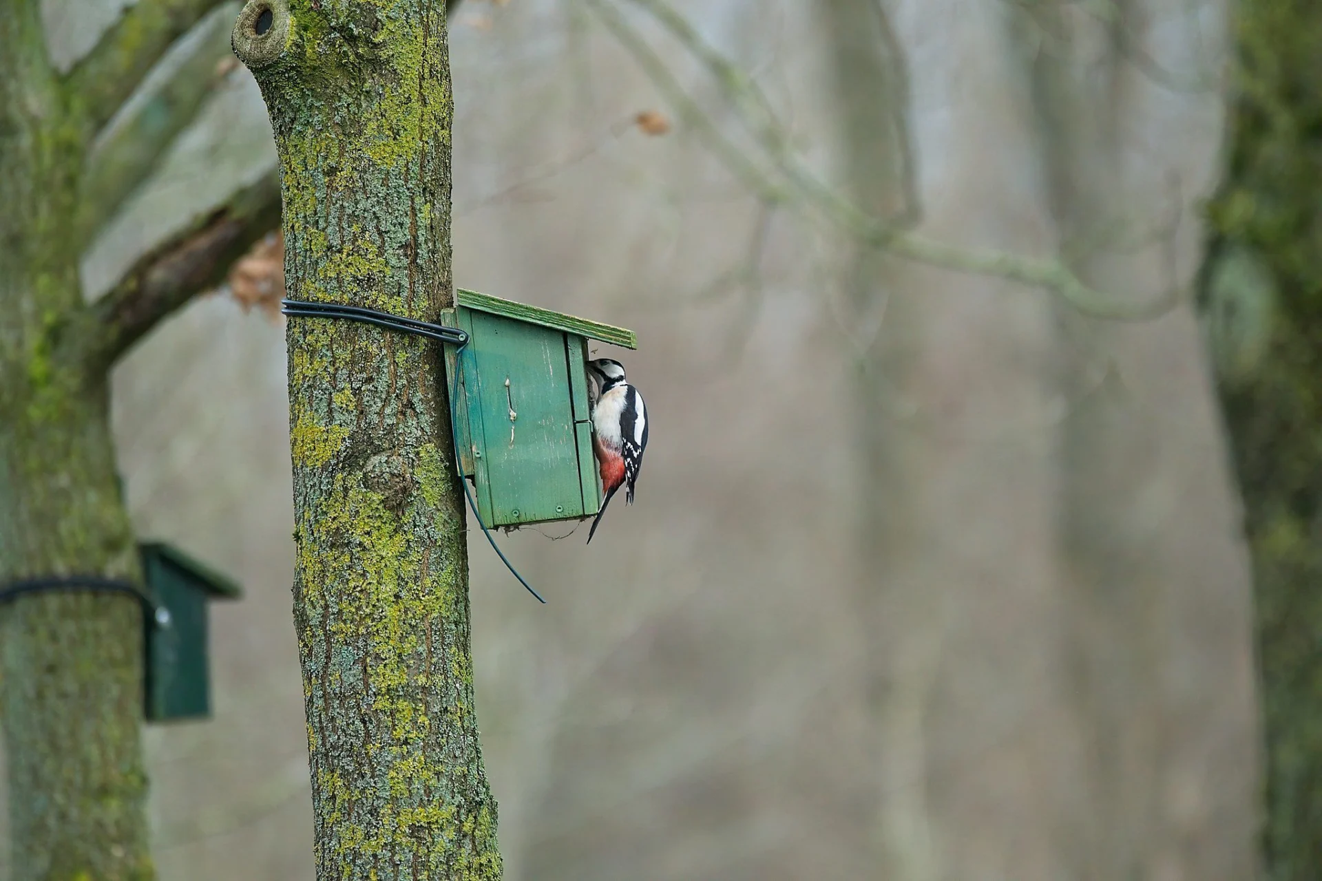 2023 12 26 Grote Bonte Specht 006