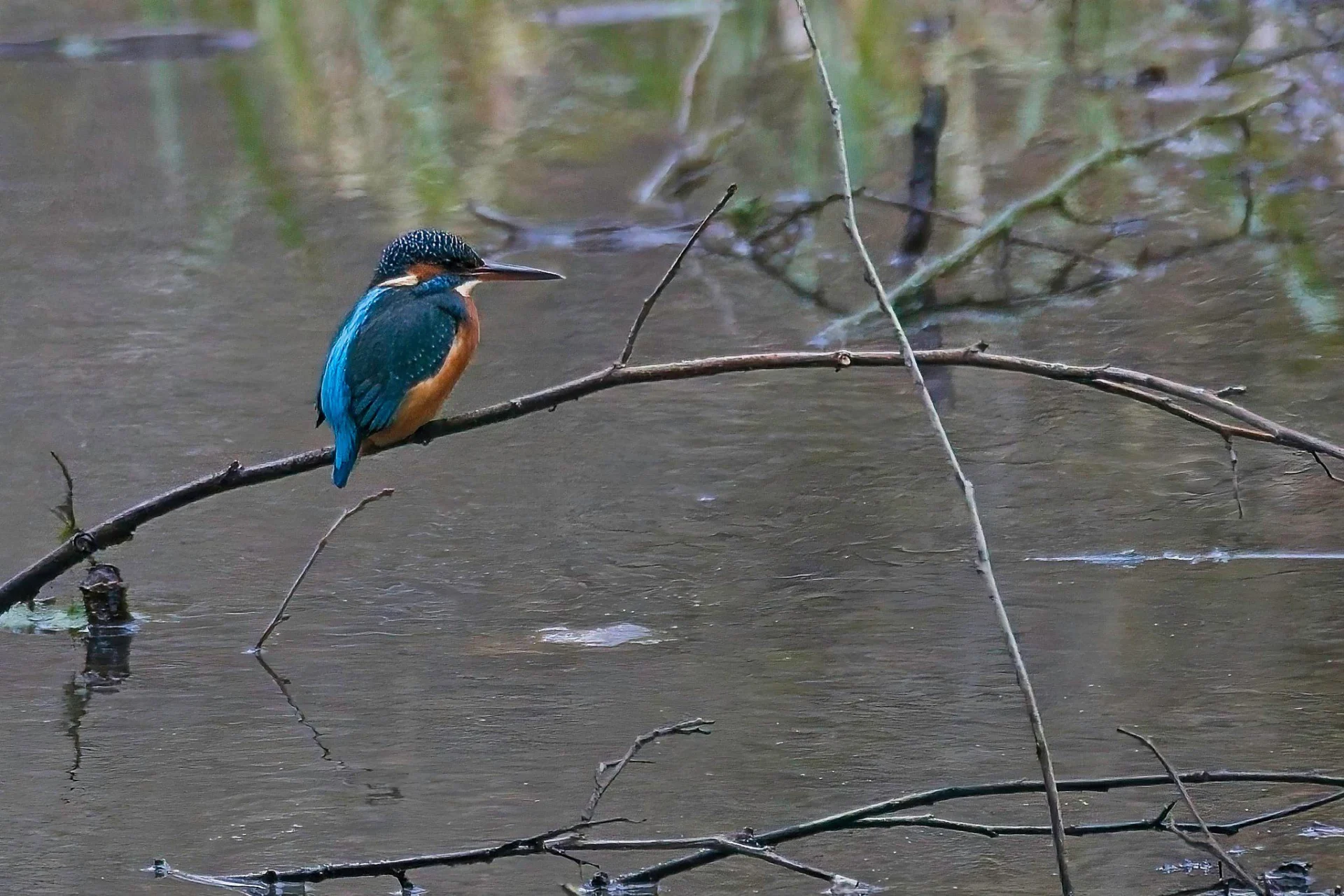 2023 12 26 Ijsvogel 001