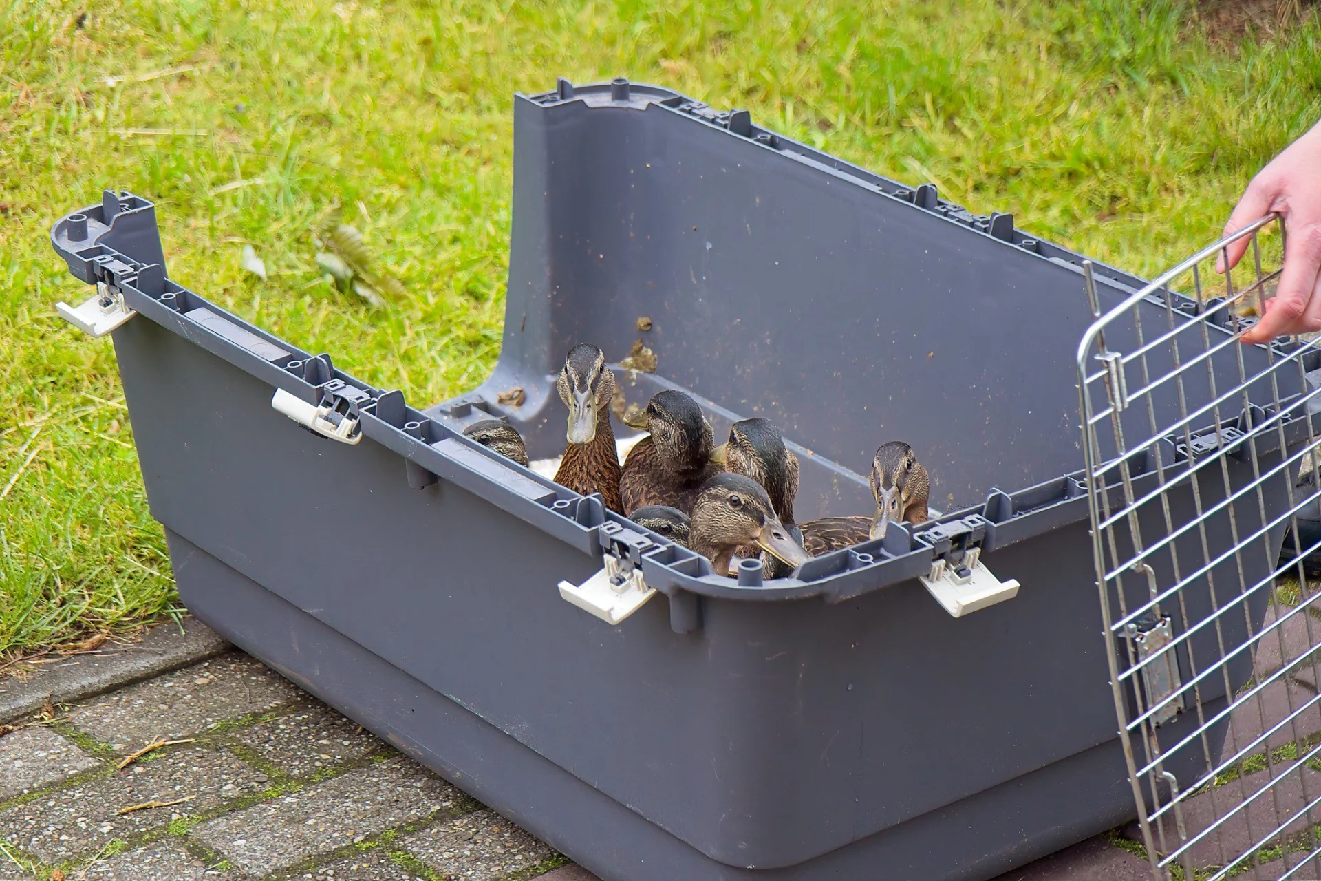 2024 06 01 Vogelringstation 34