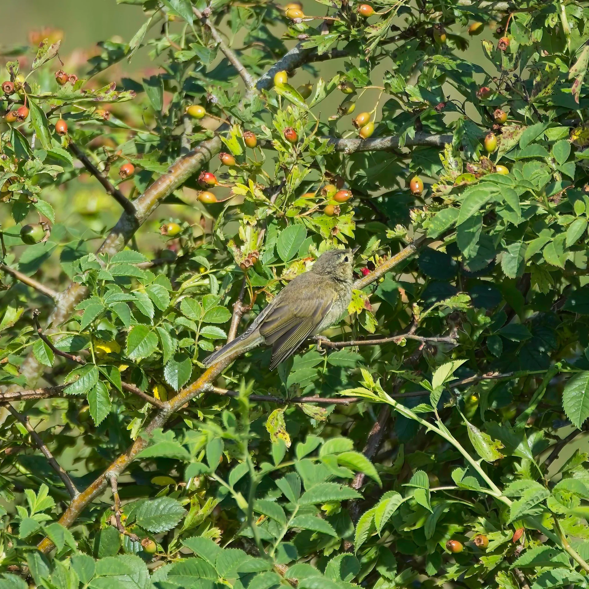 Dsc00607
