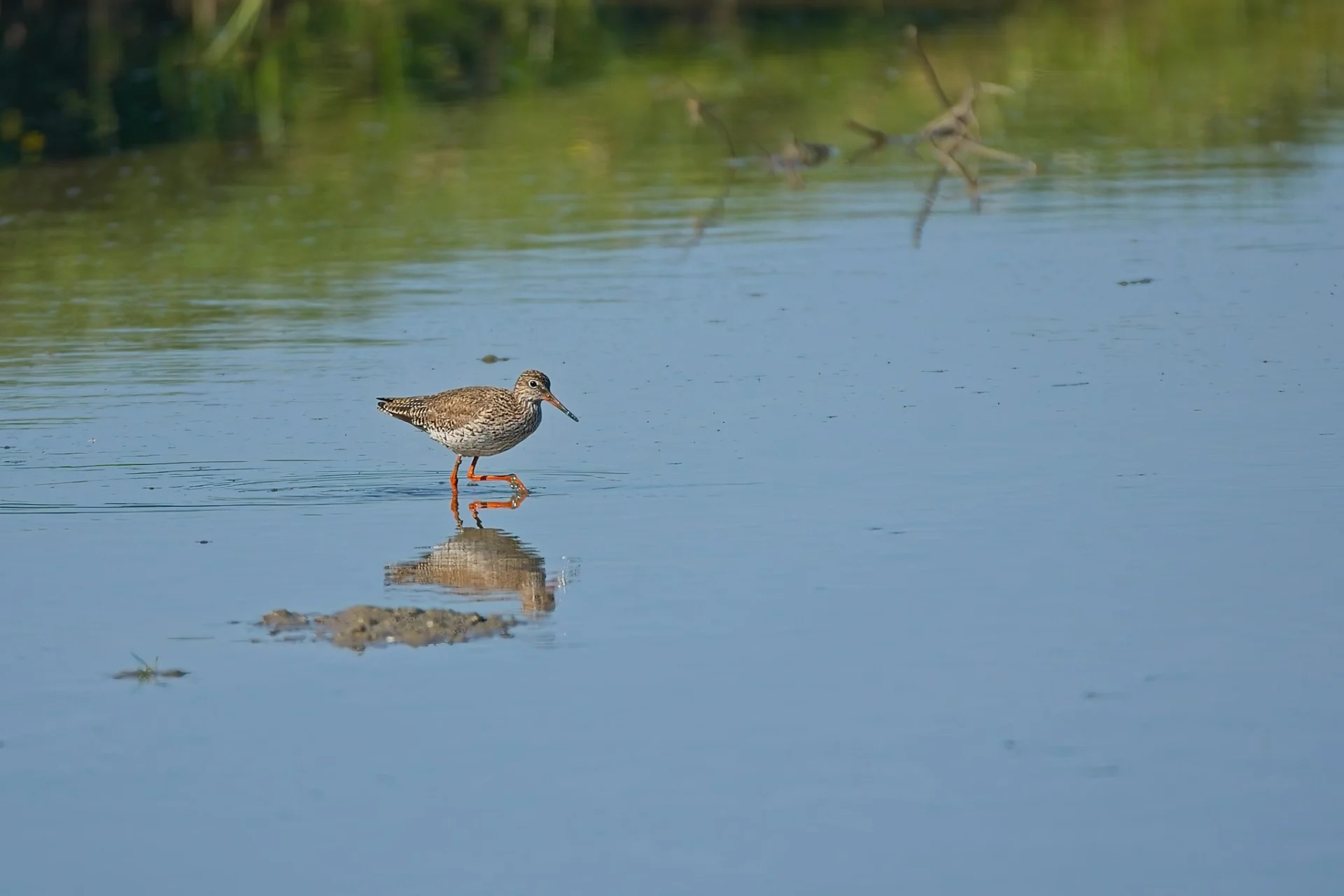 2025 04 12 bij boer murk 00016