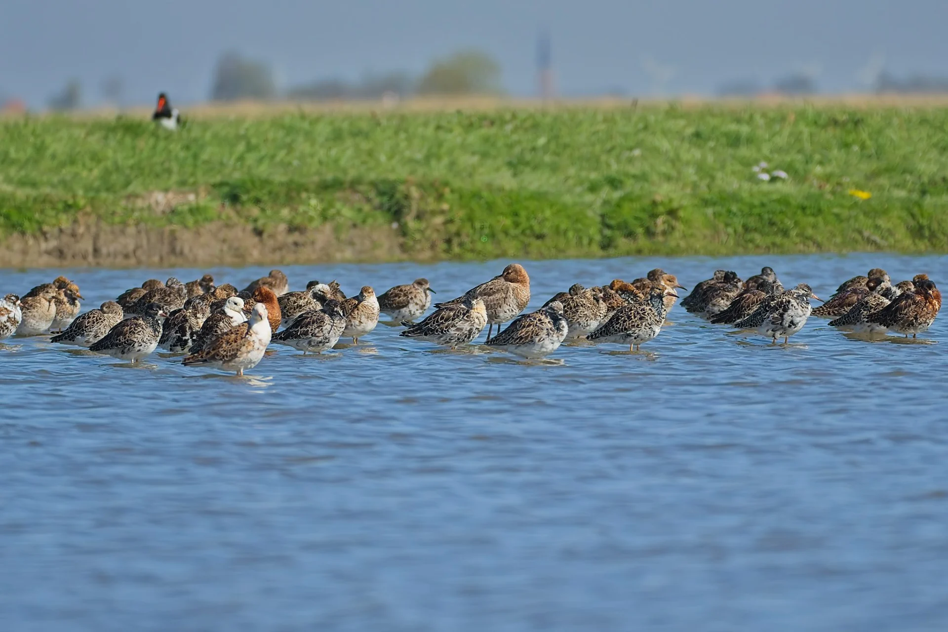 2025 04 12 bij boer murk 00090