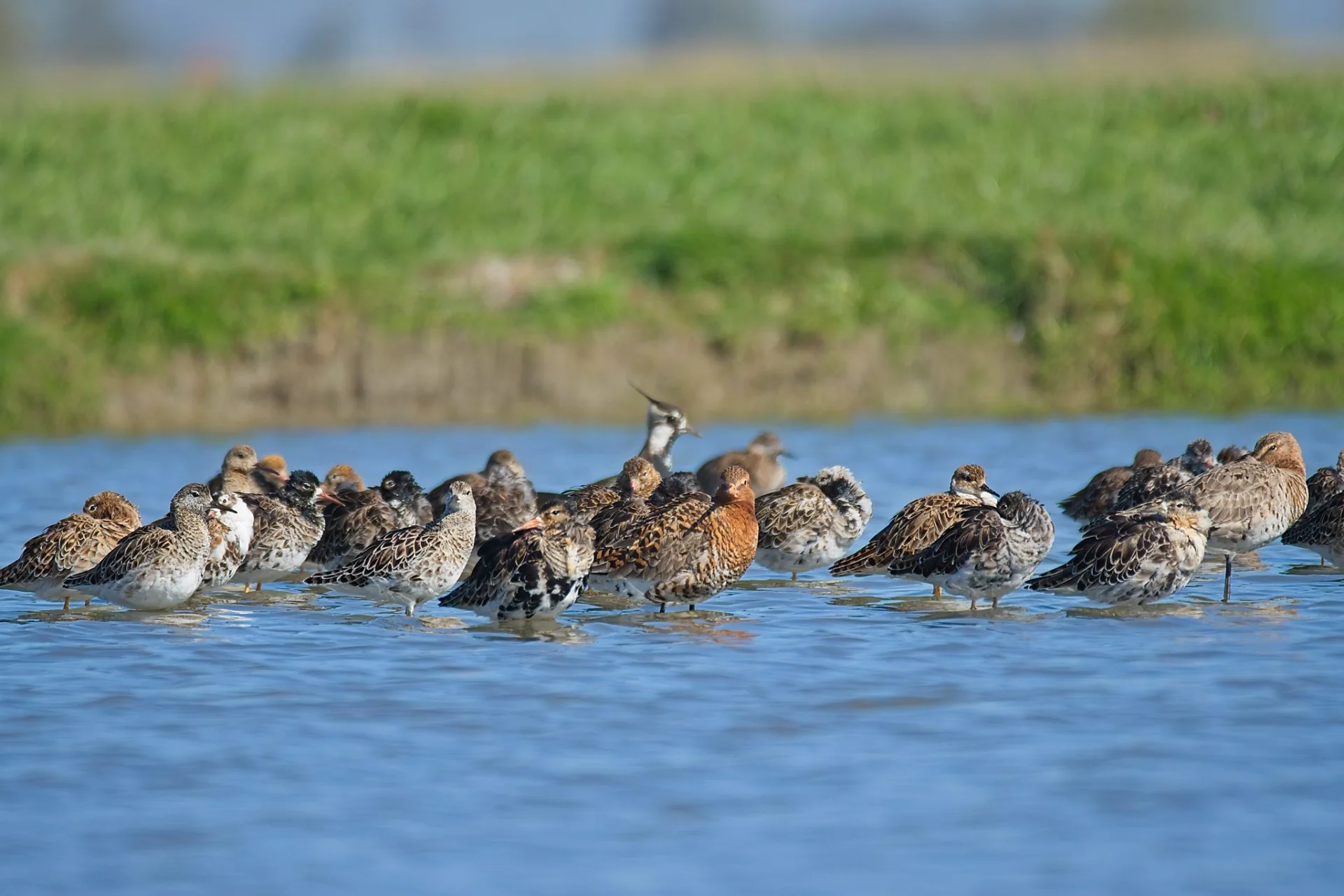 2025 04 12 bij boer murk 00097
