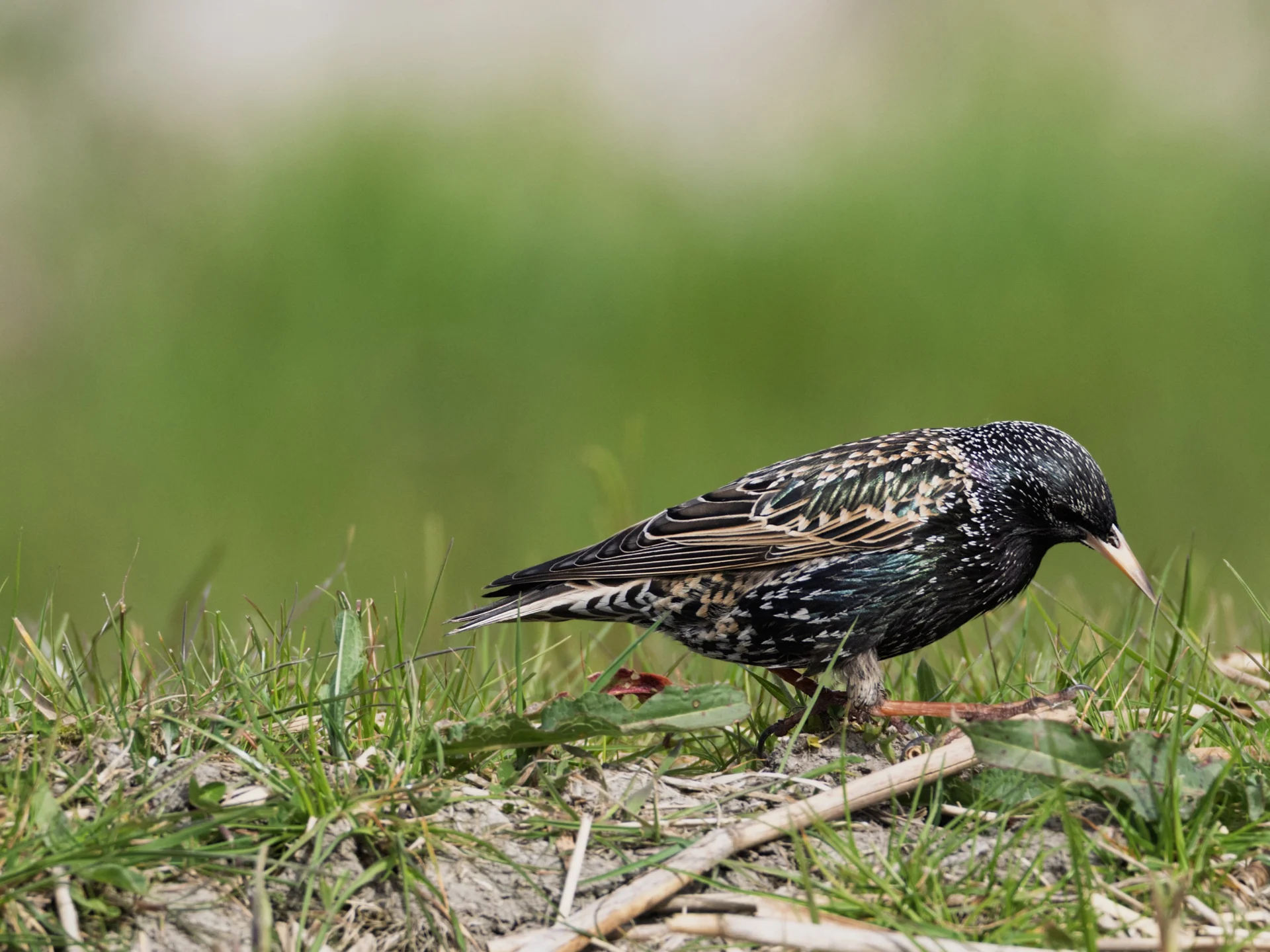 Gruttoland en Wommels