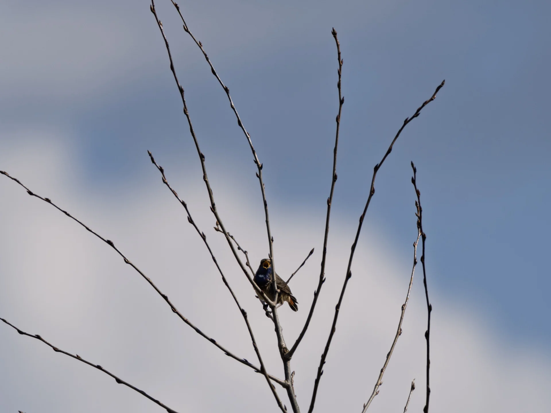 Blauwborst