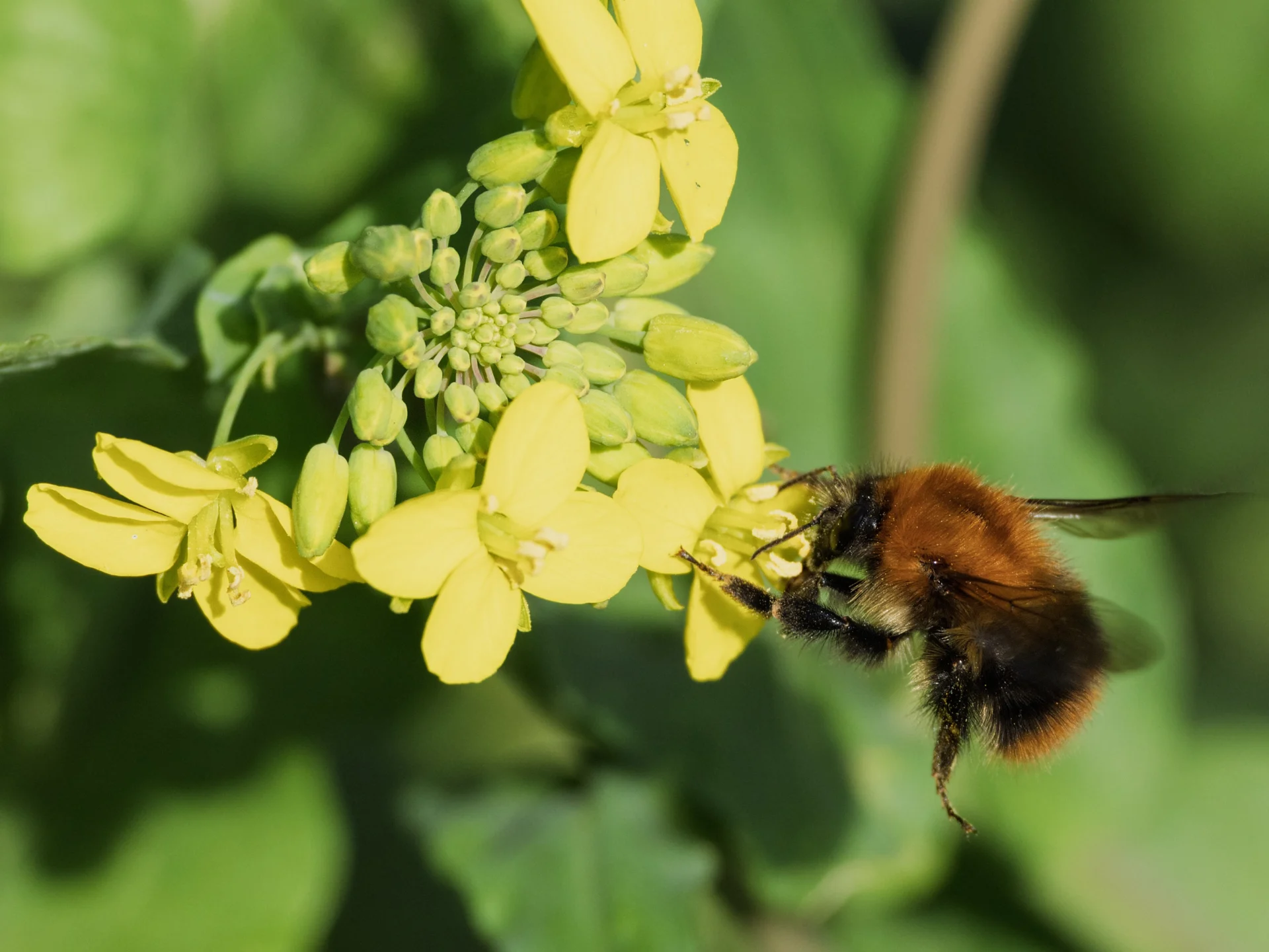 Aardhommel