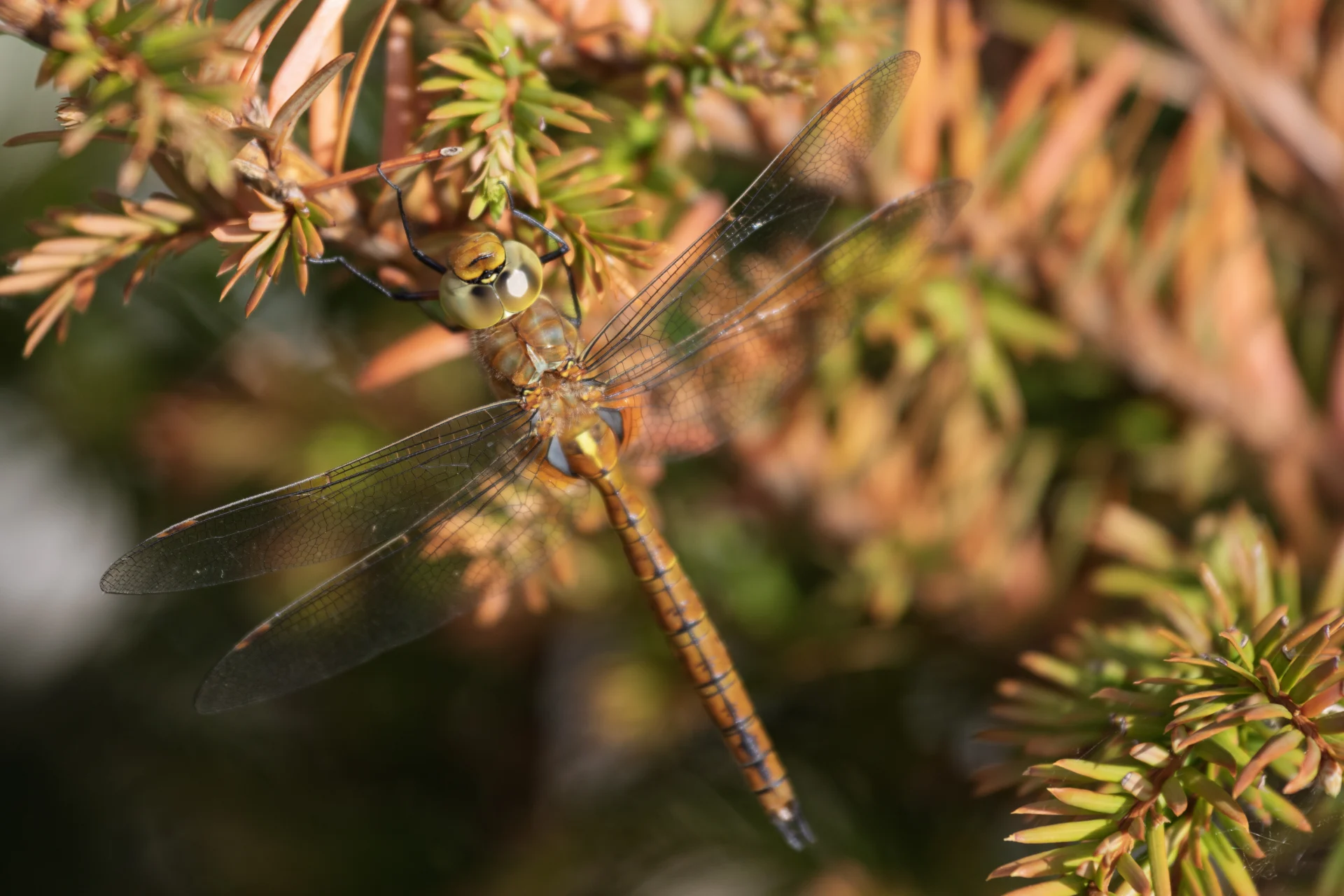 Macrofotografie